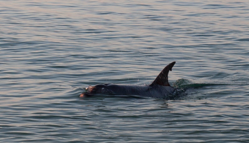 Delfin am Strand von Moreton Island