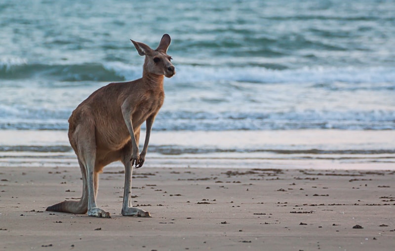 Känguru mit dem Meer im Hintergrund