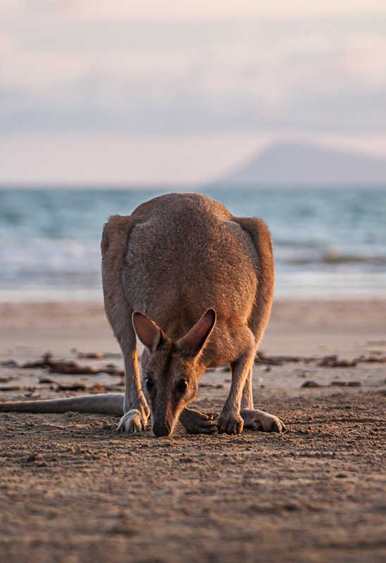 Strandkulisse mit Känguru