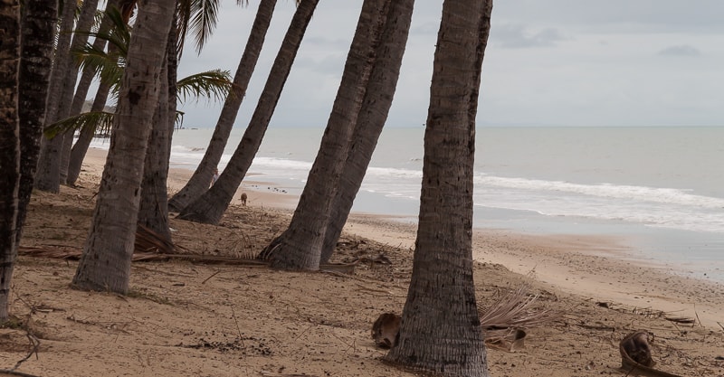Palmen mit Meer im Hintergrund