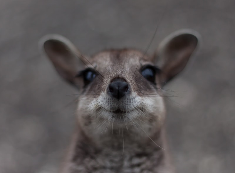Känguru schaut fröhlich in die Kamera