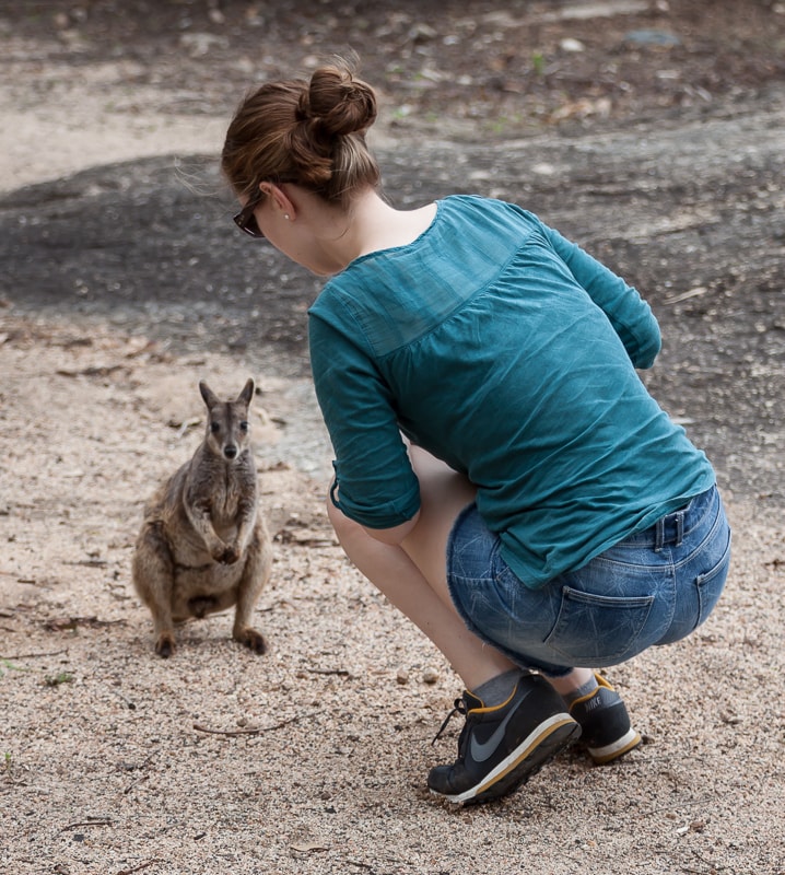 Zutrauliches Rock Wallaby