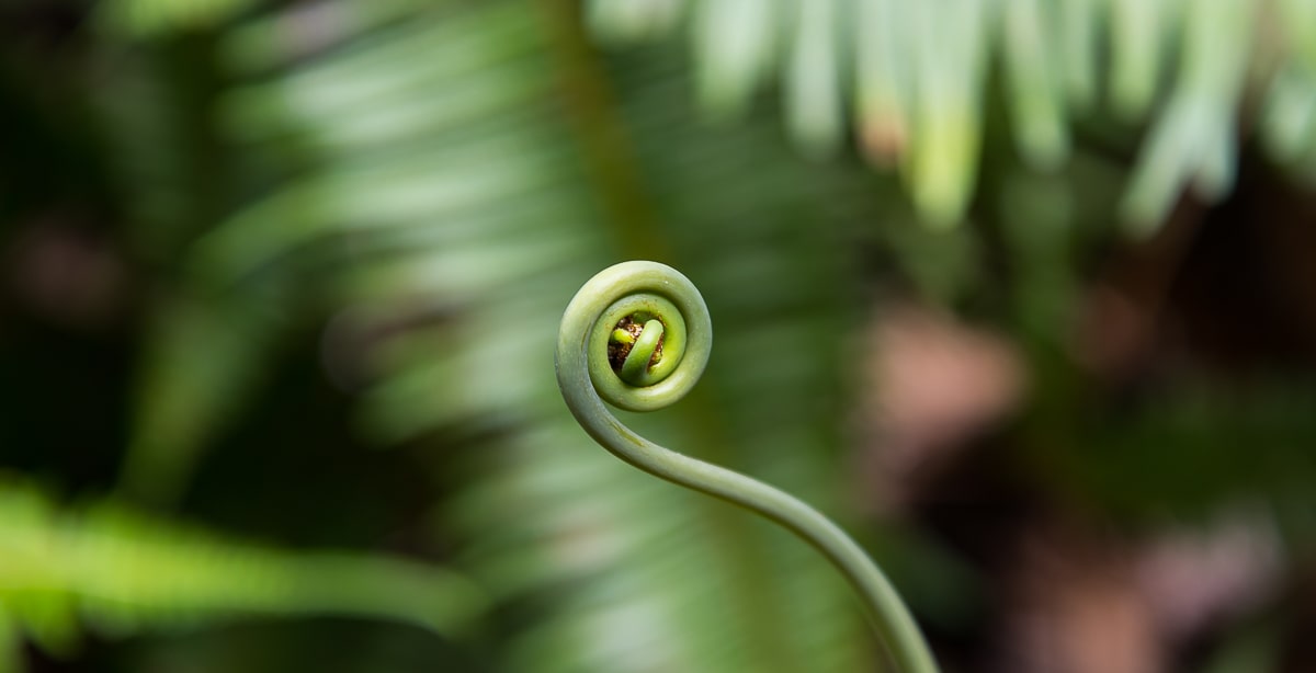 Spirale am Farn auf Hawaii