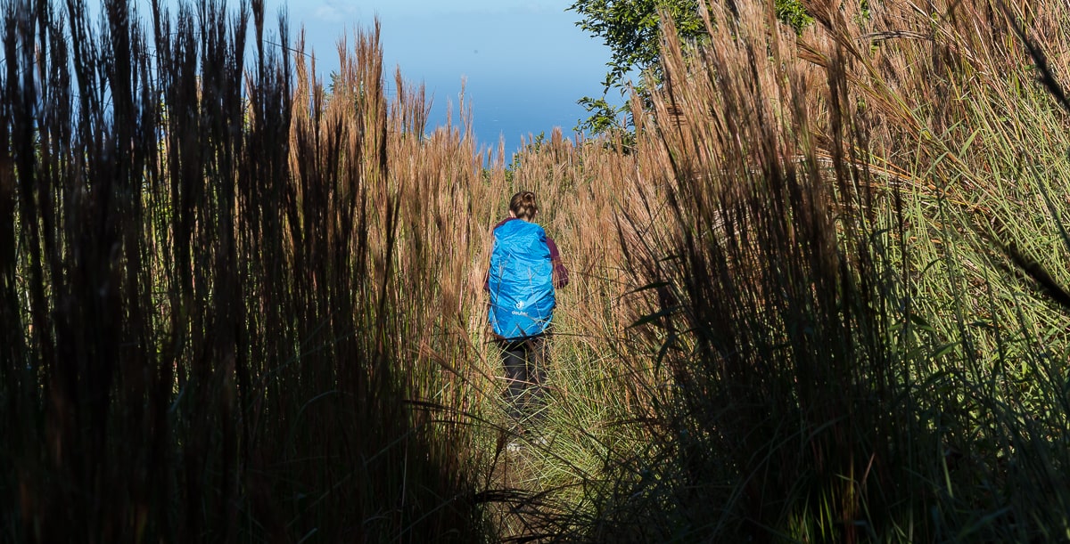 Hohe Gräser am Awaawapuhi Trail