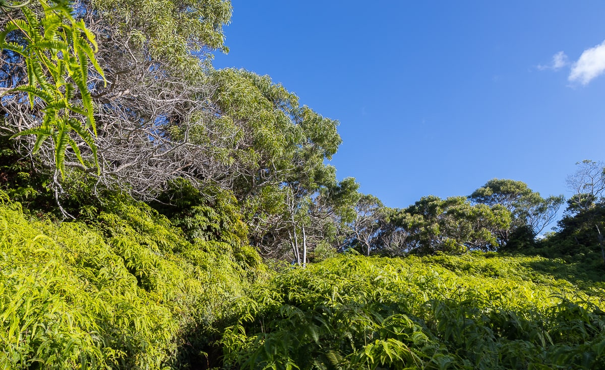 Wandern auf Kauai im Sonnenschein durch Farn