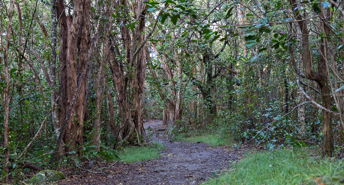 Regenwald auf Kauai