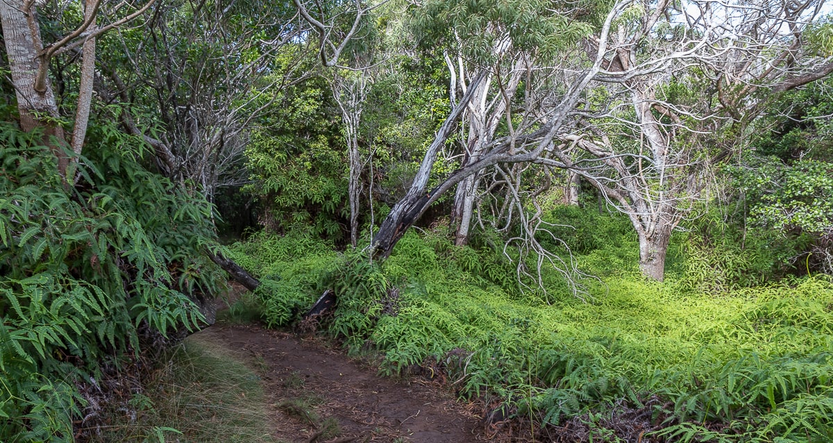 Farn säumt den Awaawapuhi Trail auf Kauai