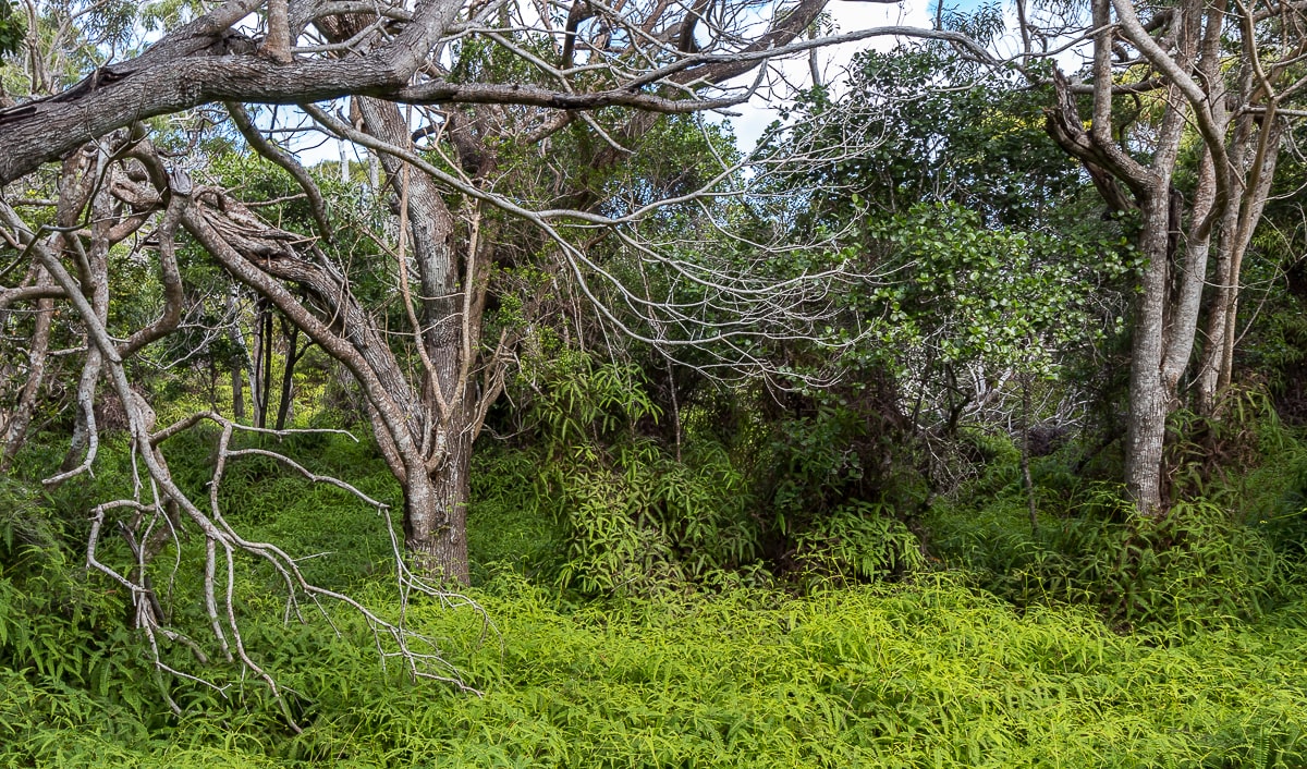 Wandern auf Hawaii inmitten des Farns