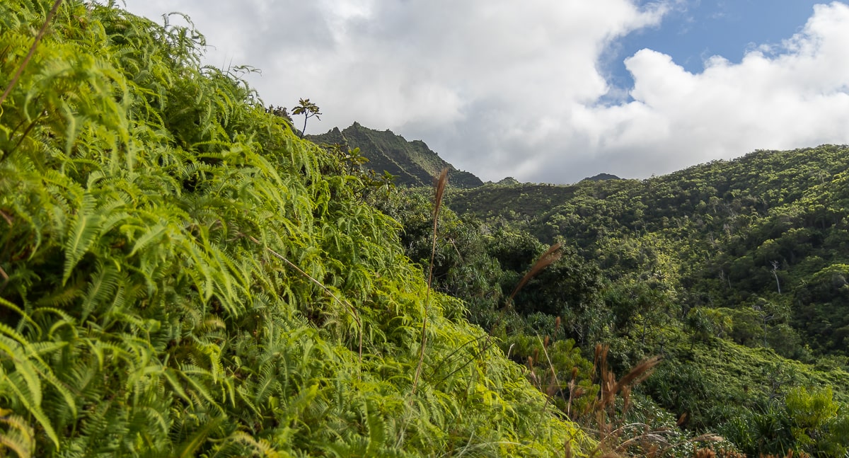 Farn entlang des Wanderwegs auf Kauai
