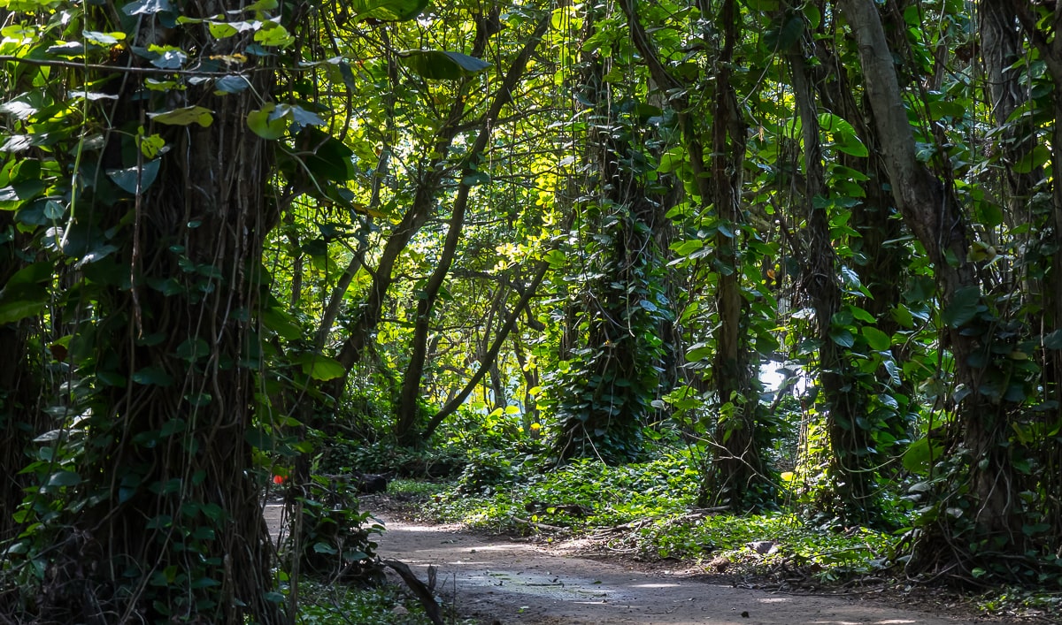 Wanderweg zum Startpunkt des Kalalau Trails