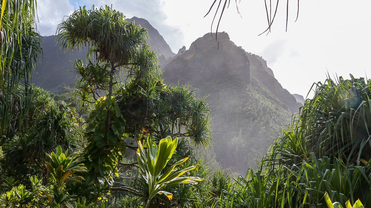 Vegetation auf Hawaii