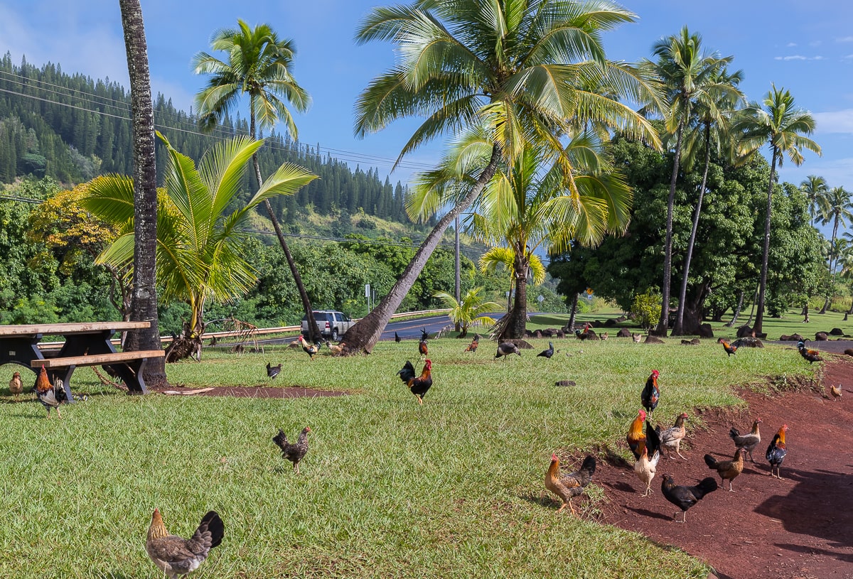 Hühner auf der hawaiianischen Insel Kauai