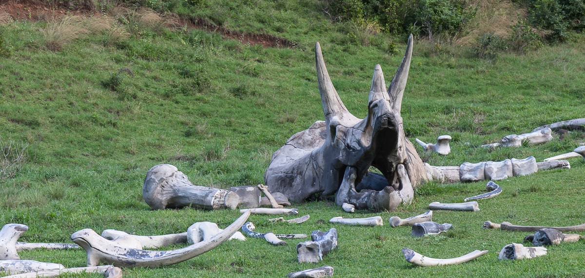 Jurassic Park Knochen auf der Kualoa Farm