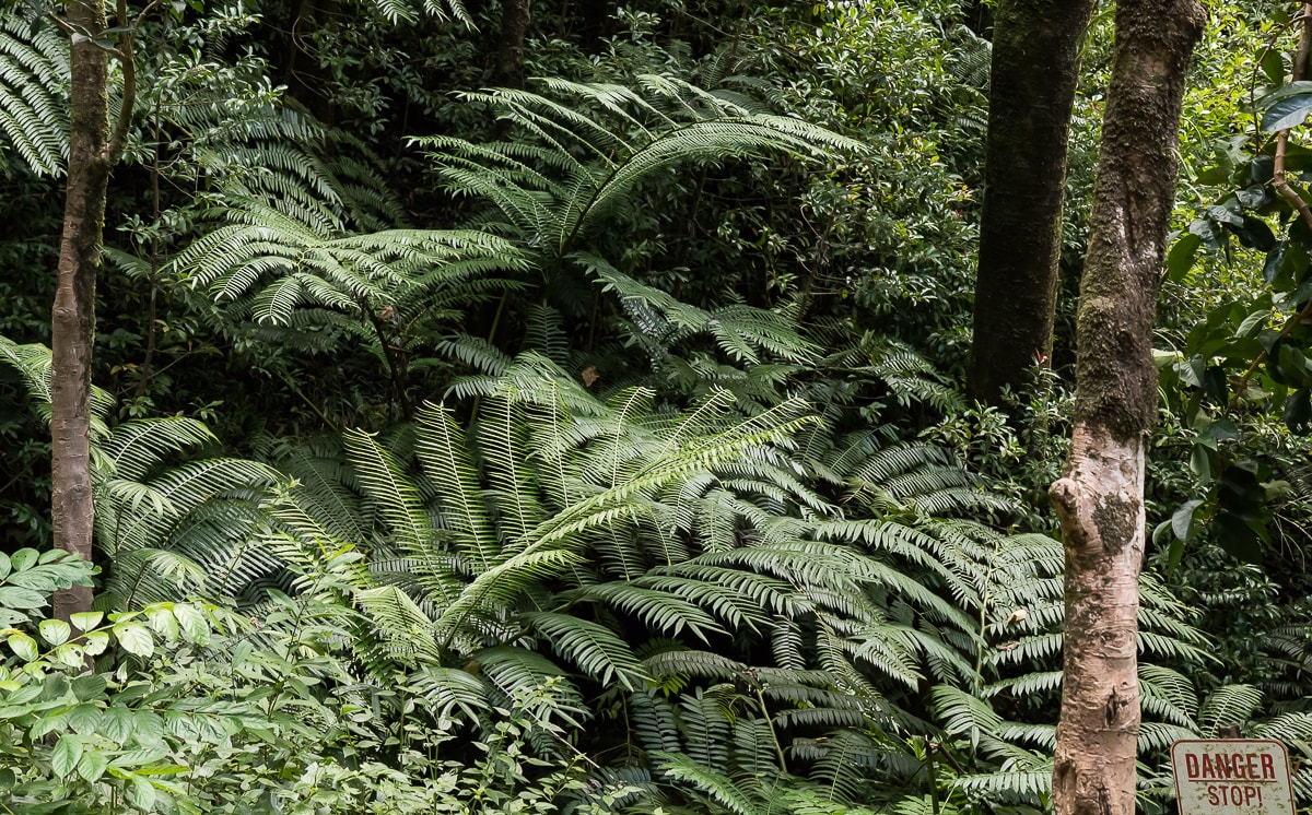 Regenwald bei den Manoa Falls