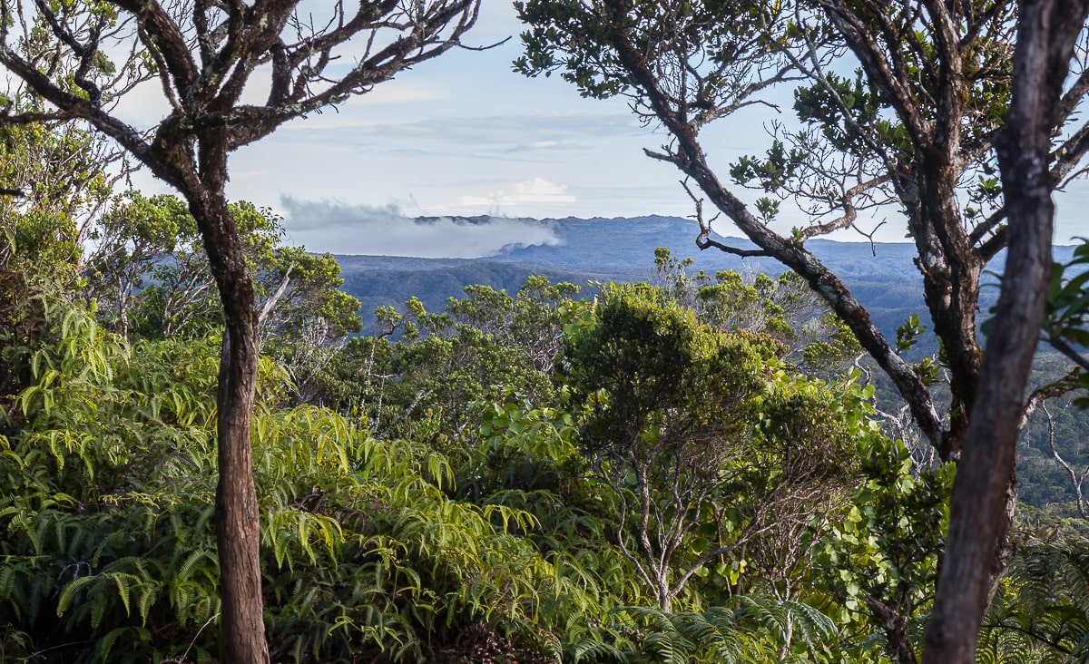 Vegetation auf Hawaii