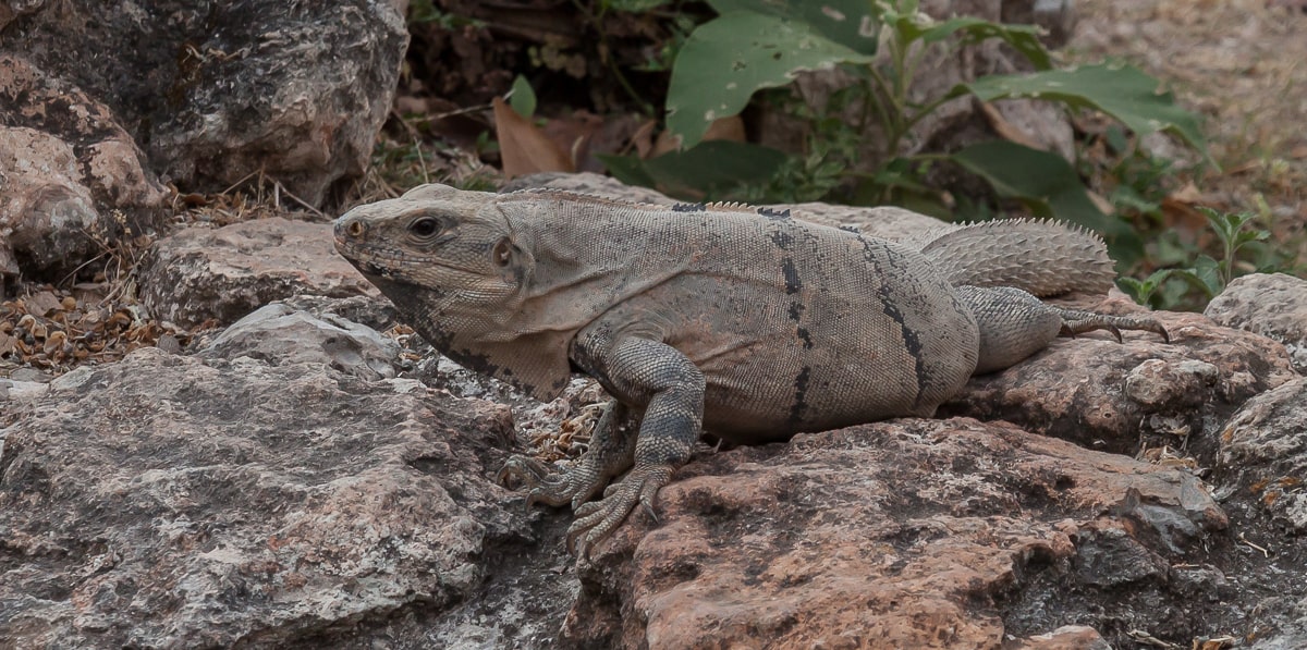Schwarzleguan auf einem Felsen in Uxmal