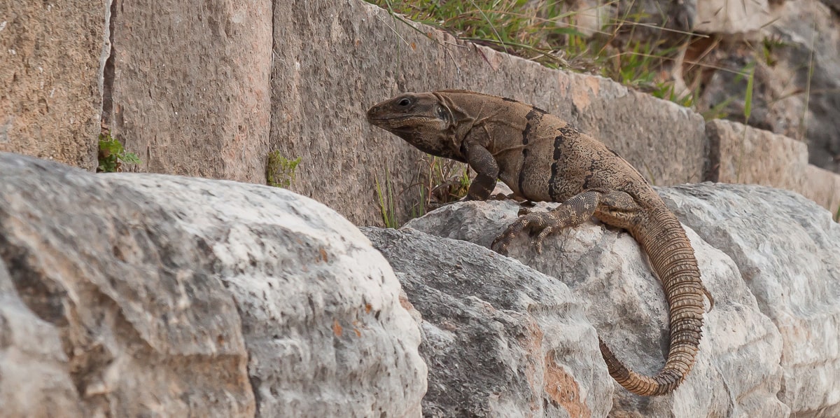 Gemeiner Schwarzleguan in den Ruinen von Uxmal