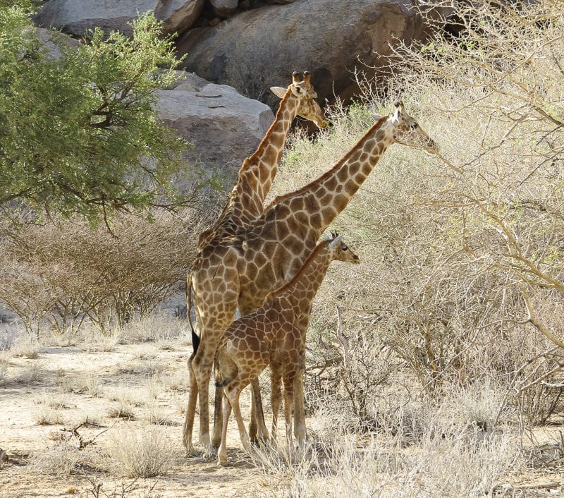 Giraffenfamilie