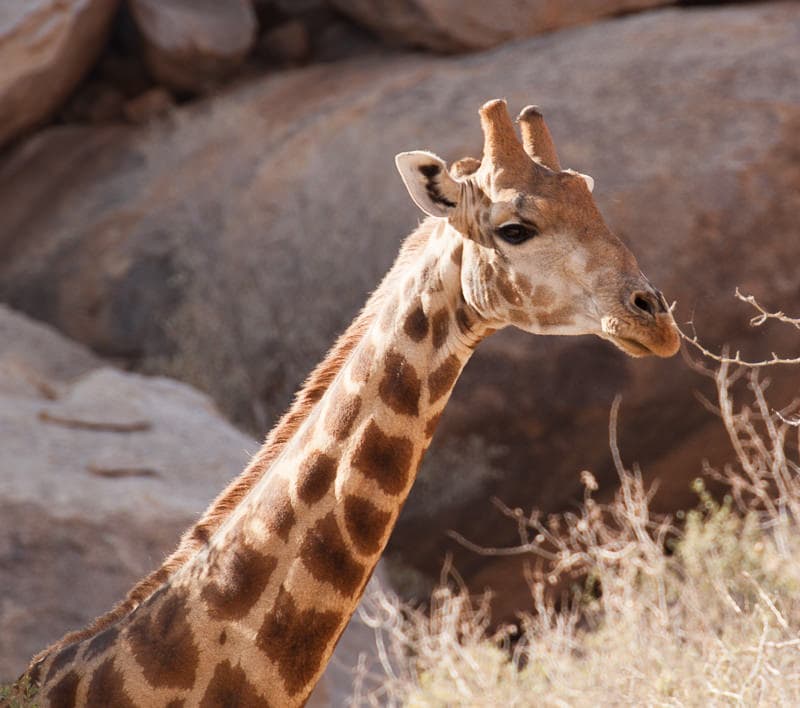 Giraffe