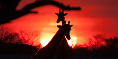 Etosha NP
