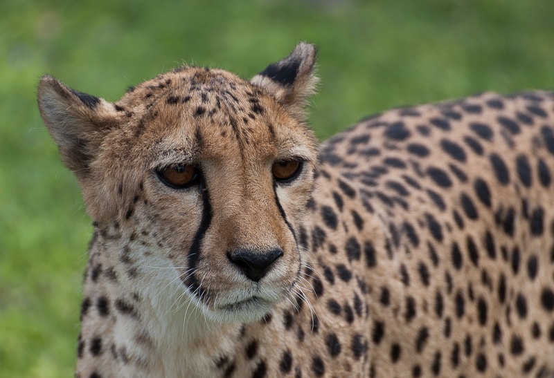 Gepard