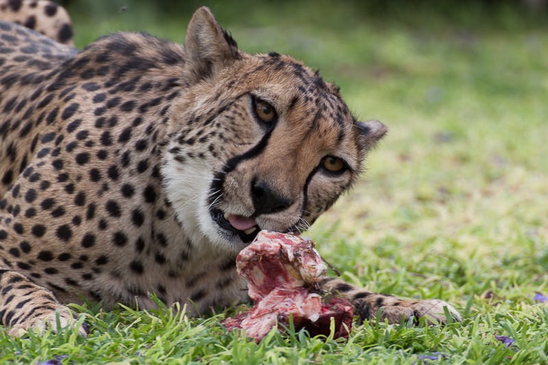 Gepard beim Fressen