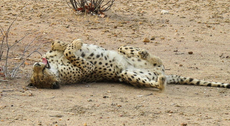 Verspielter Gepard