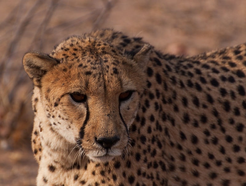 Gepard