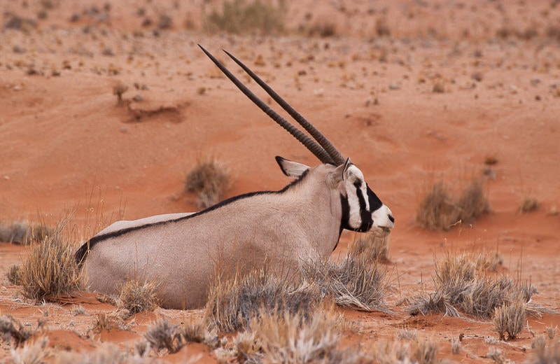 Oryxantilope