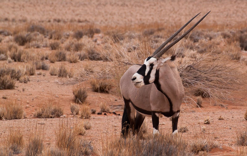 Oryxantilope