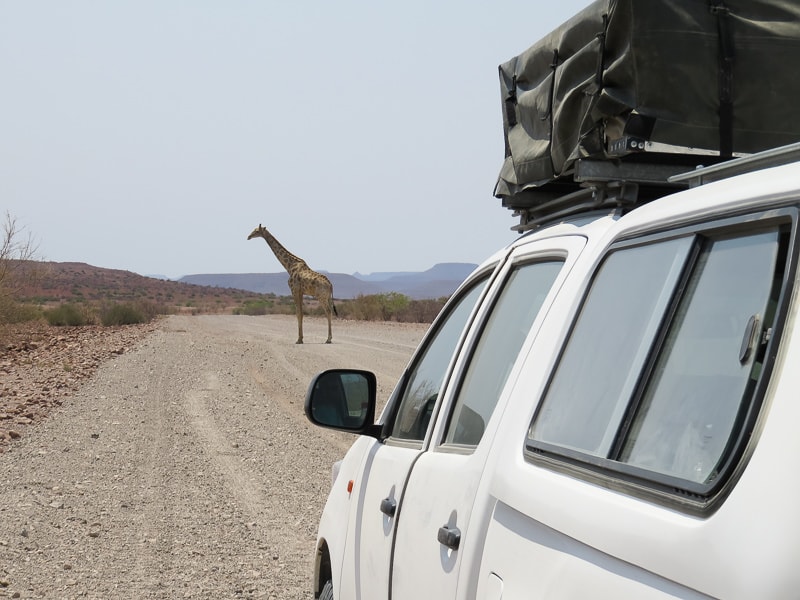Palmwag | Giraffe überquert die Straße