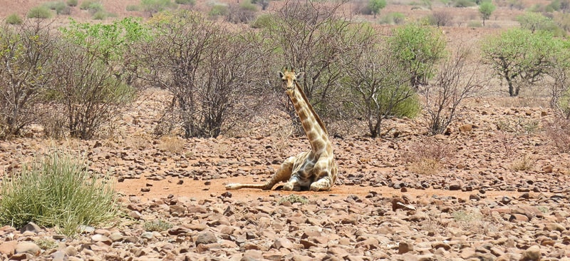 Palmwag | Giraffe liegend auf dem Boden