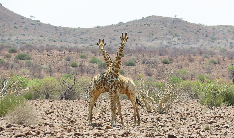 Palmwag | Giraffen