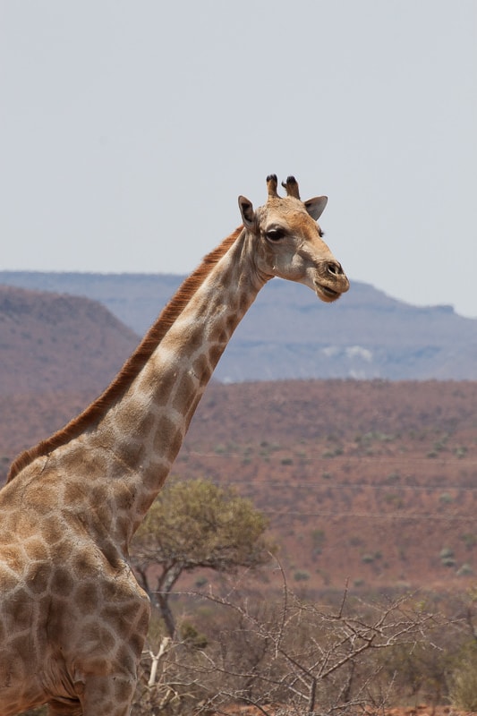 Palmwag | Giraffe