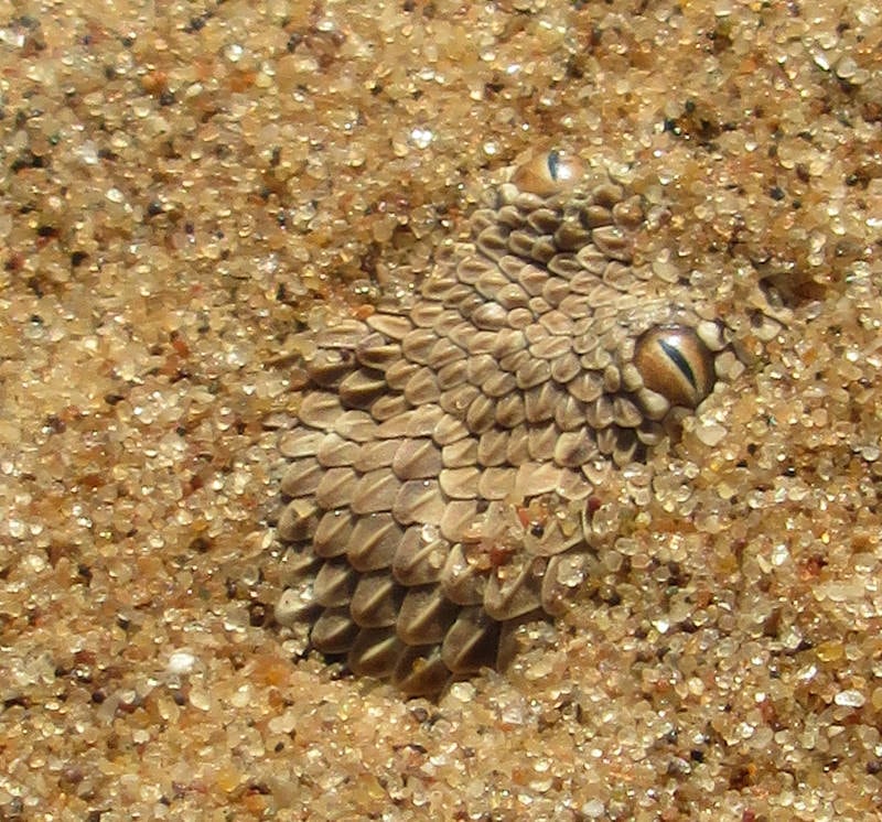 Living Desert Tour | Zwergpuffotter vergraben im Sand