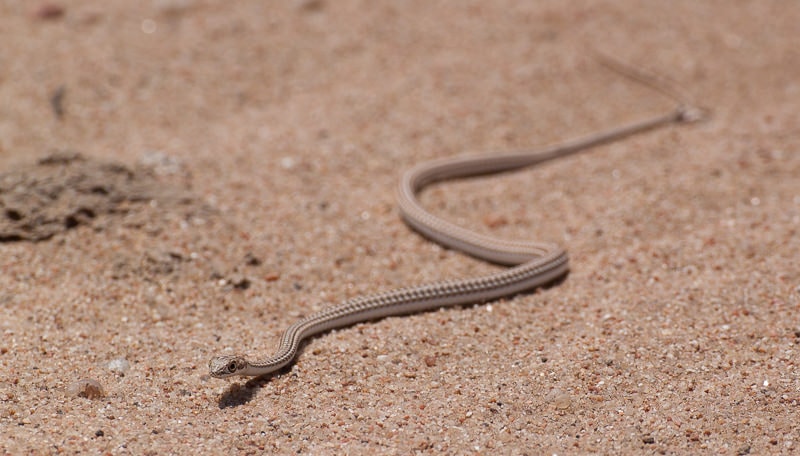 Living Desert Tour | Kleine Schlange im Sand