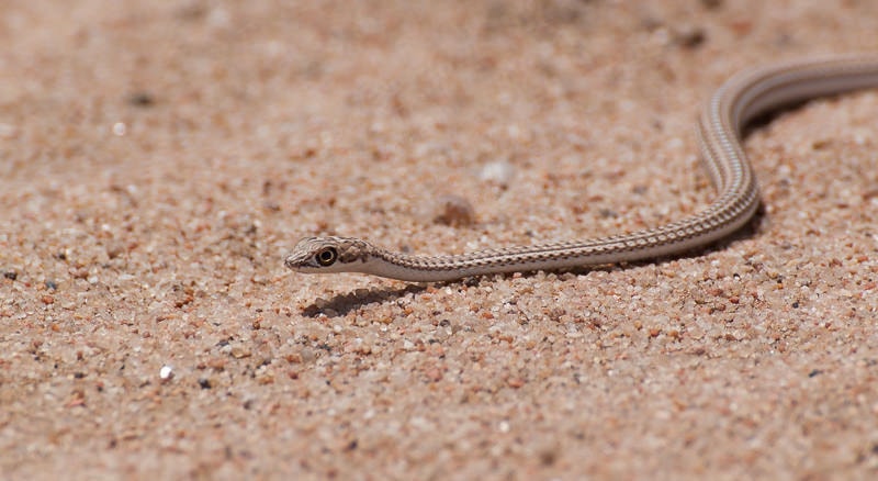 Living Desert Tour | Kleine Schlange