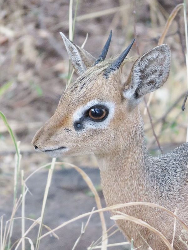 Dikdik im Gebüsch