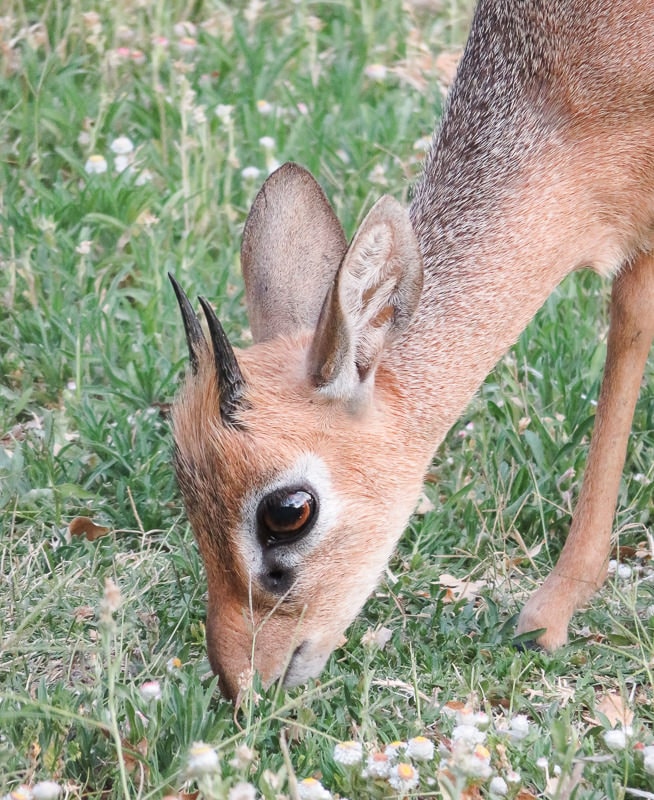 Dikdik auf einer Wiese
