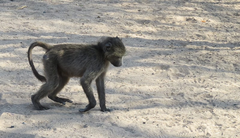Junger Pavian auf Futtersuche