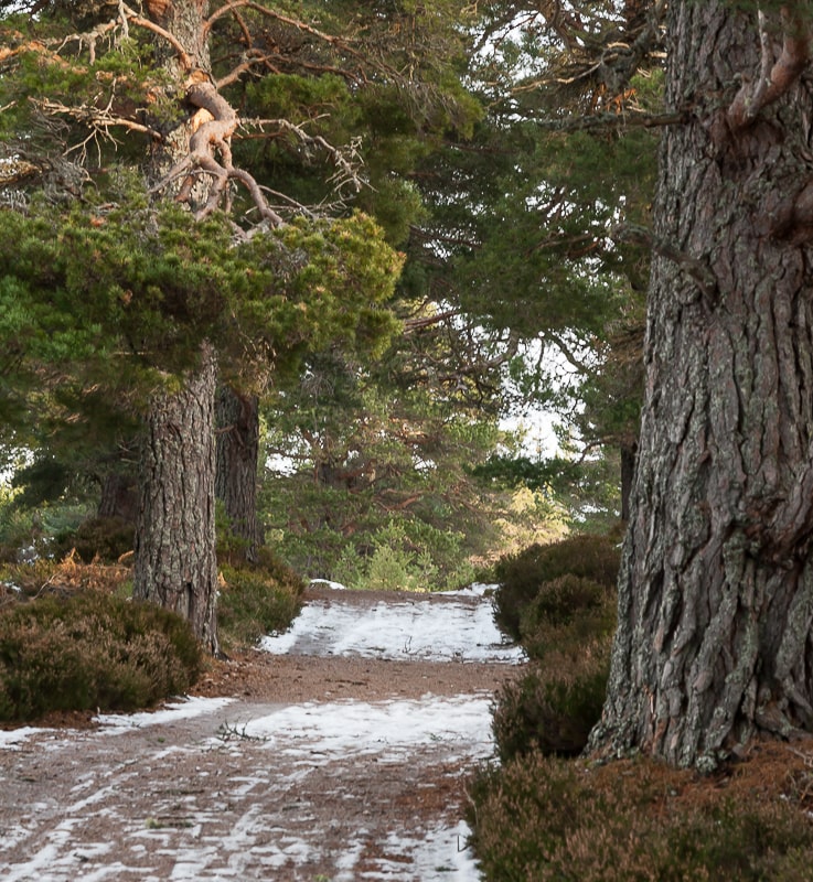 Der Rothiemurchus Wald vor den Cairngorms
