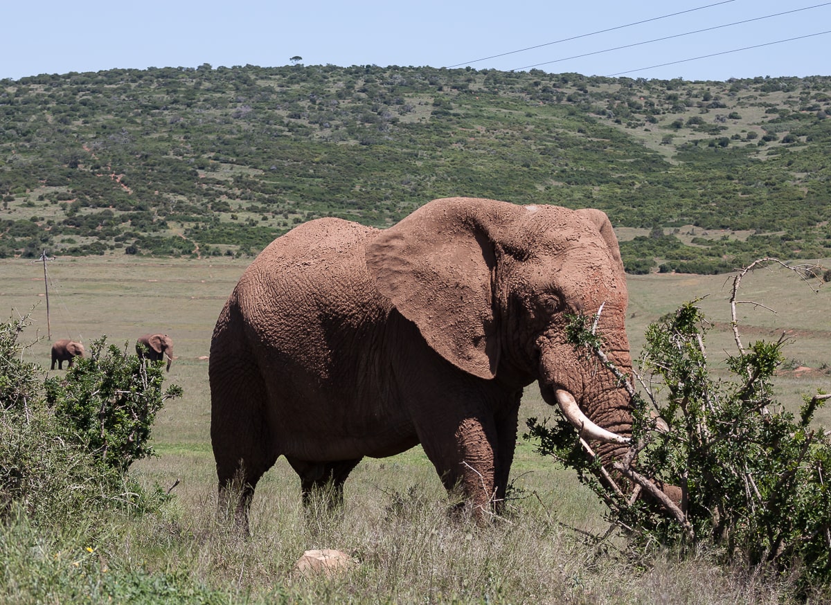 Elefant nach einem Schlammbad mit verkrusteter Haut