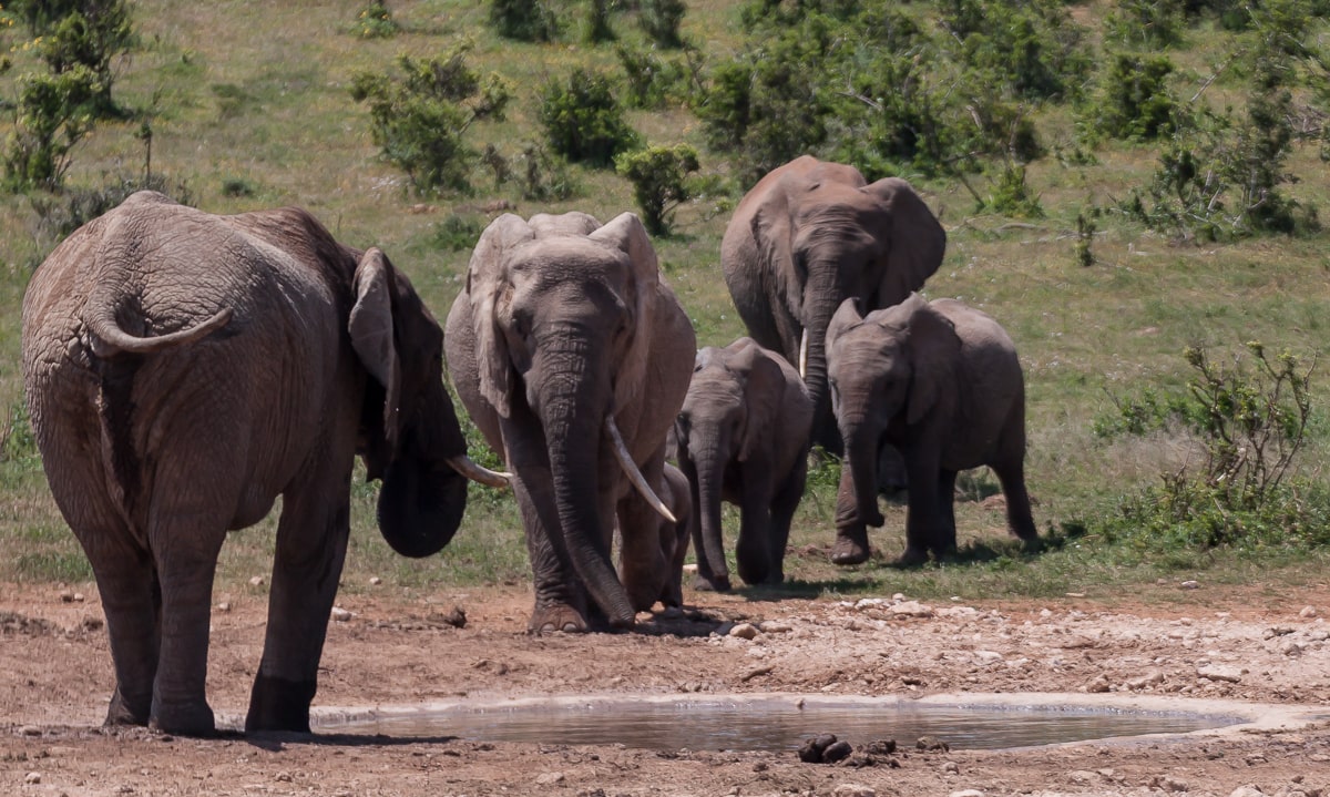 Ngulube Wasserloch mit Elefanten im Addo NP