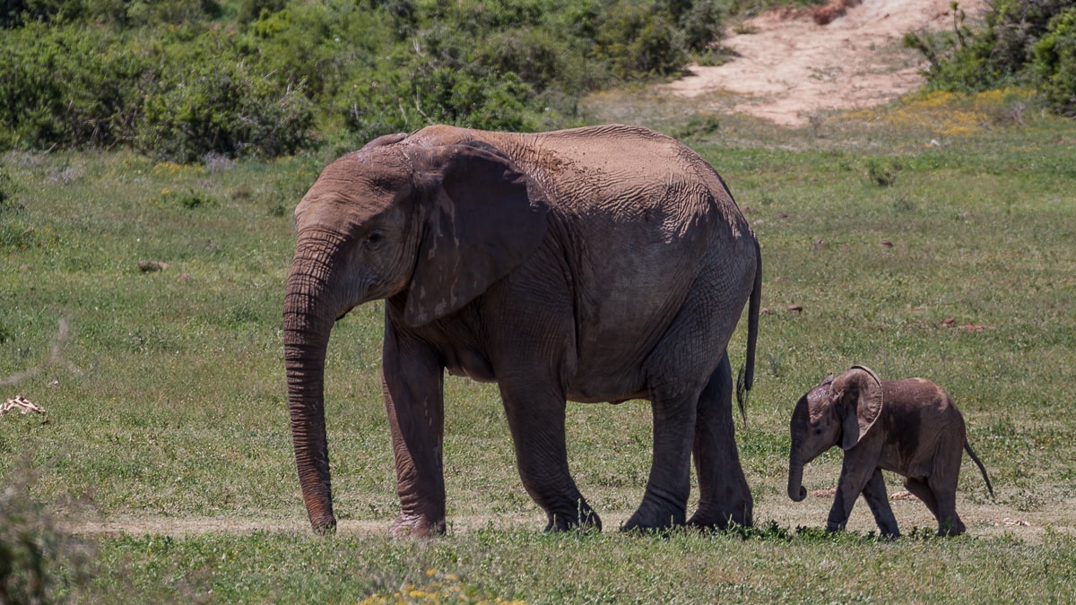 Babyelefant folgt der Elefantenkuh im Addo Elephant National Park