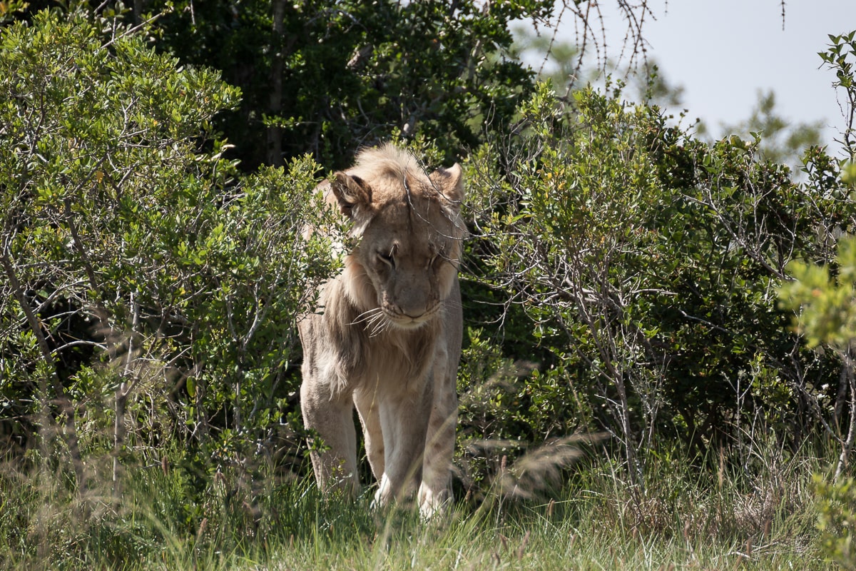 Löwenmännchen im Addo Elephant National Park