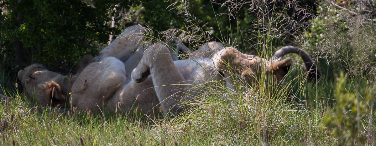 Löwenrudel im Schatten eines Busches im Addo Nationalpark