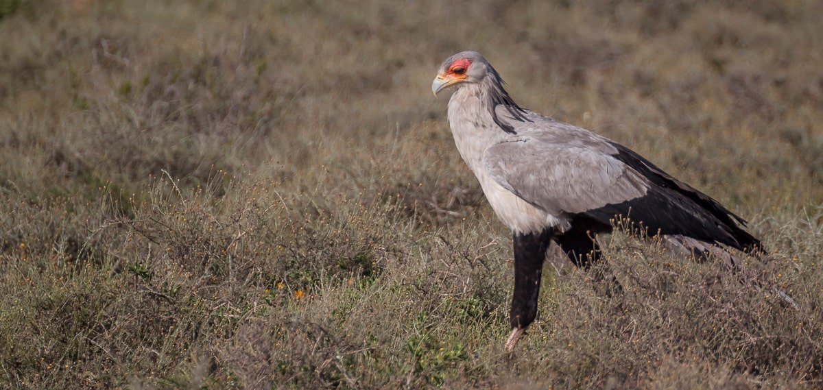 Sekretär Greifvogel auf einer Savanne im Addo National Park