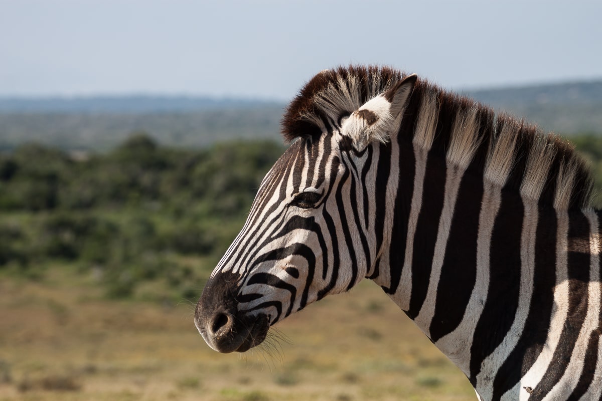 Nahaufnahme eines Zebras im Addo Elephant Park