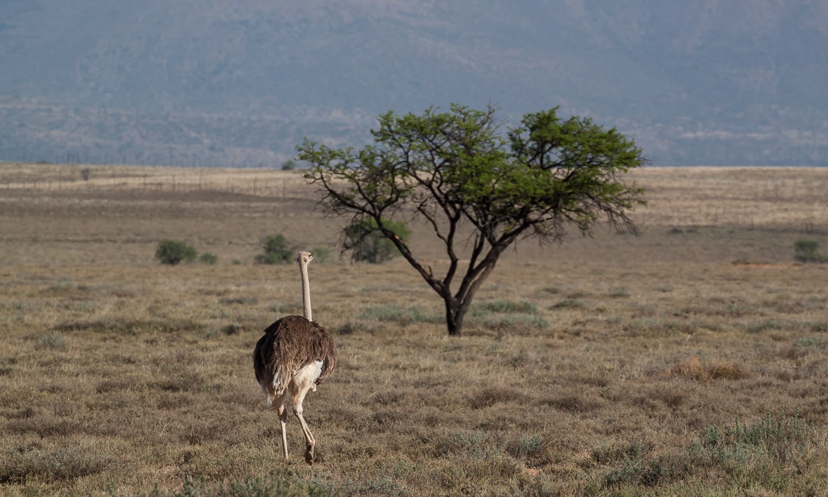Strauß auf einer Ebene des Camdeboo Nationalpark