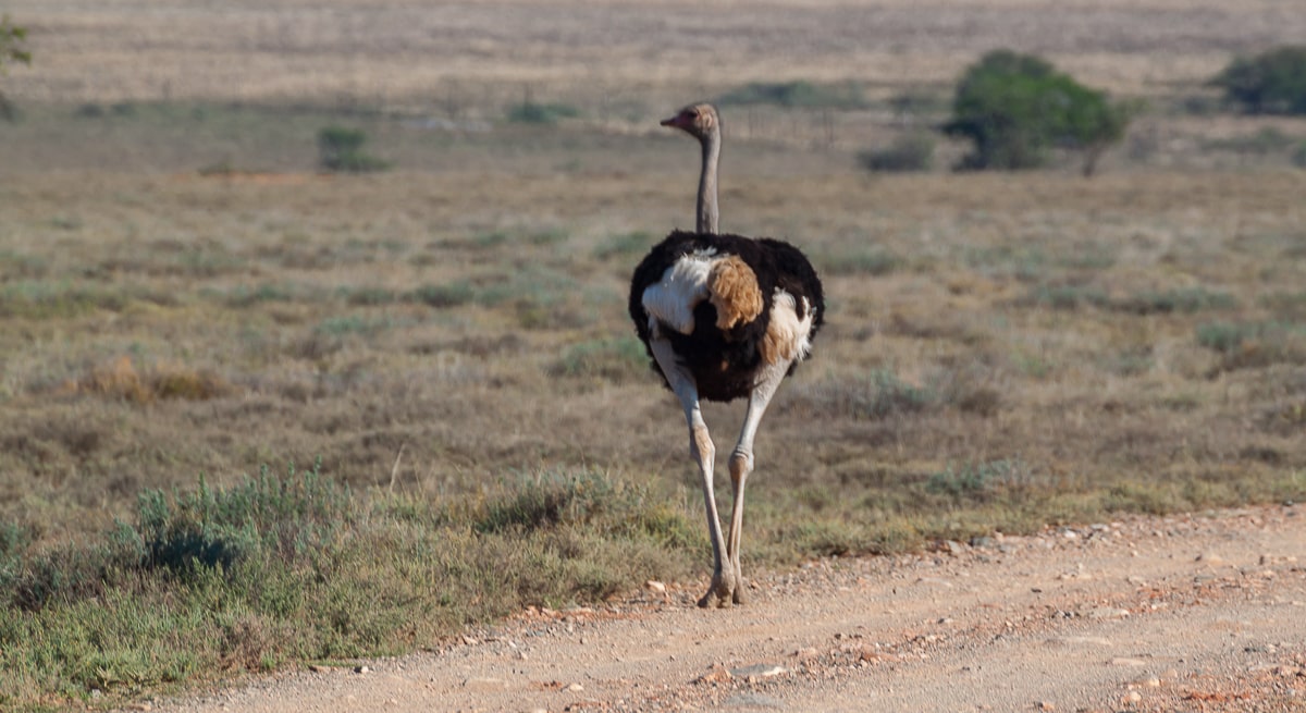Männlicher Strauß im Camdebo NP in der Karoo Halbwüste